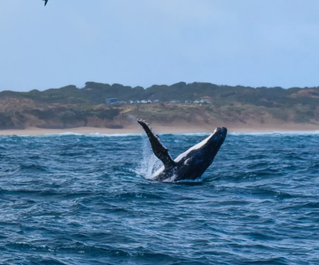 Island Whale Festival