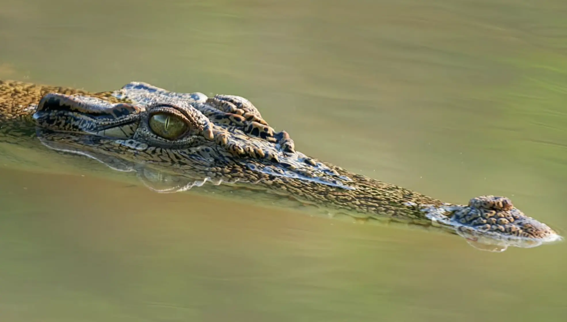 Australian Wildlife