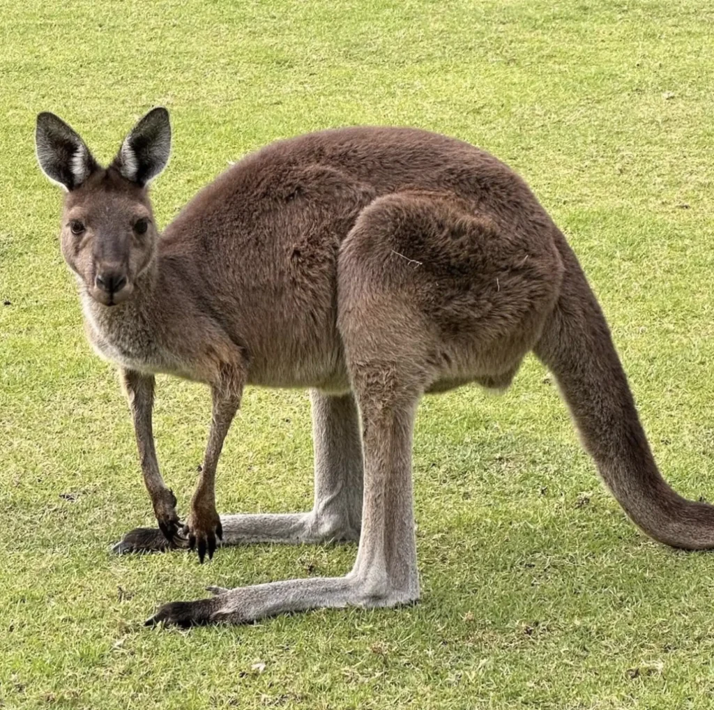 Kangaroos in Kakadu National Park