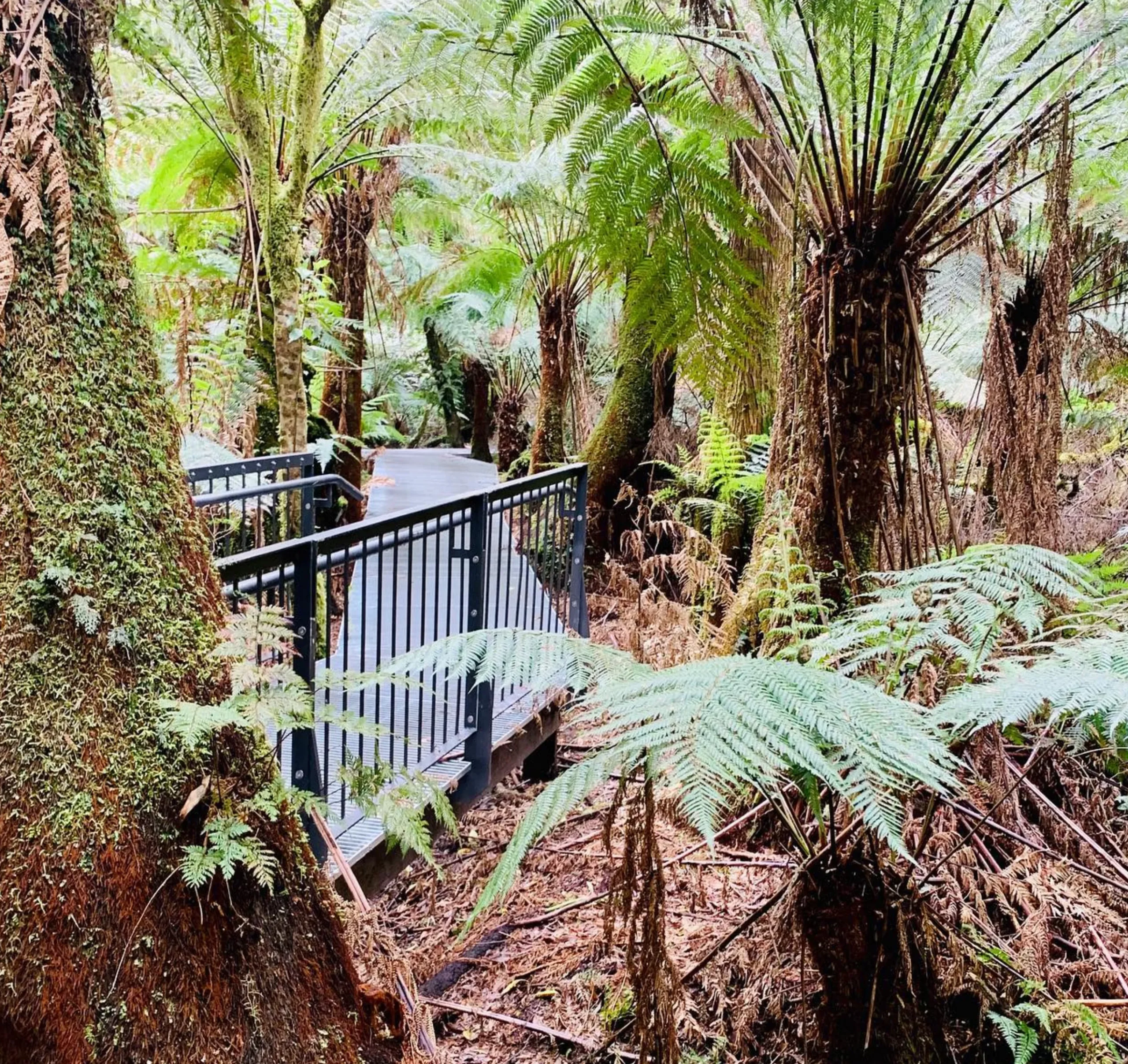 Maits Rest, Otway Rainforest