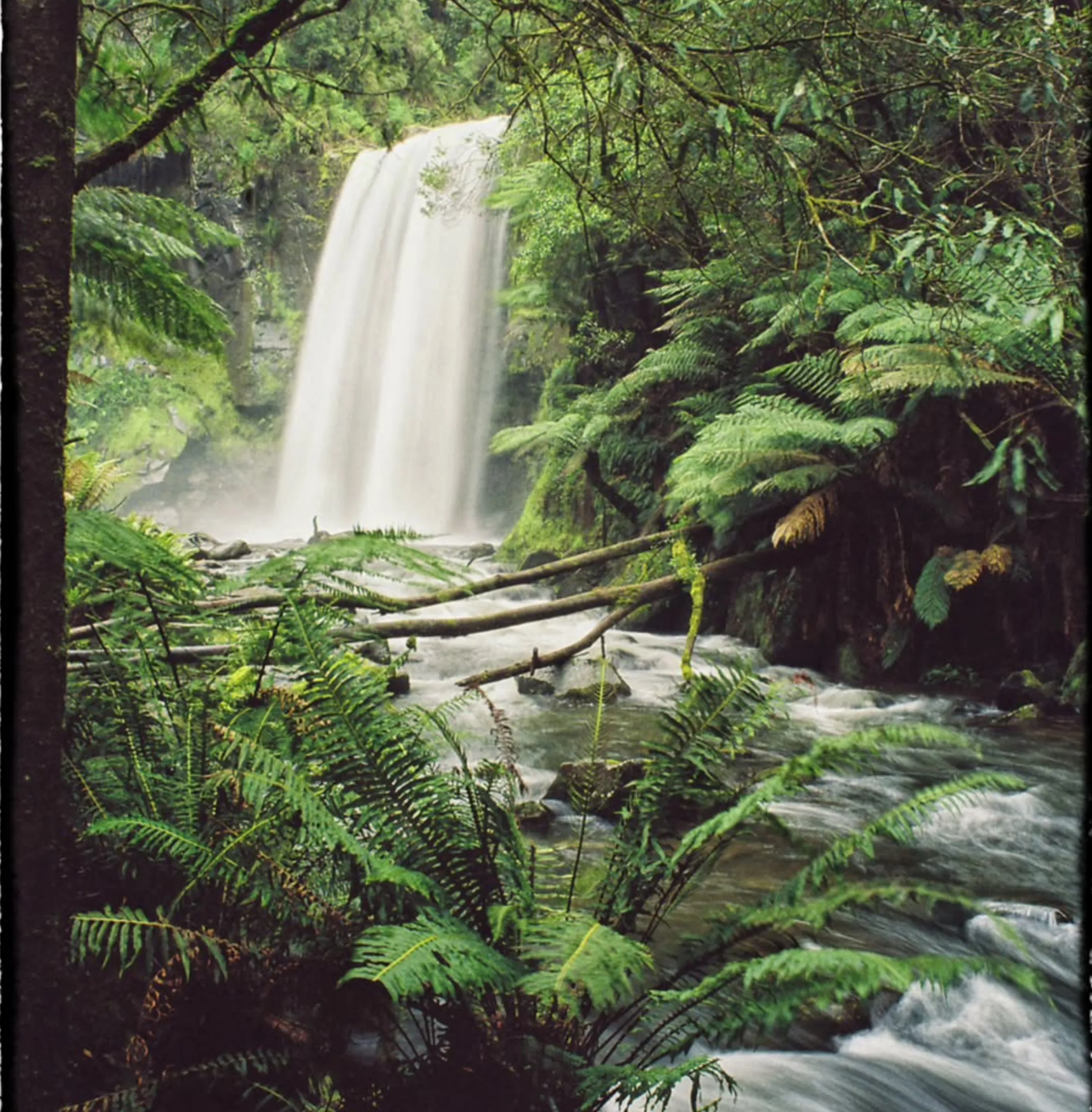 Otway Ranges, Rainforest