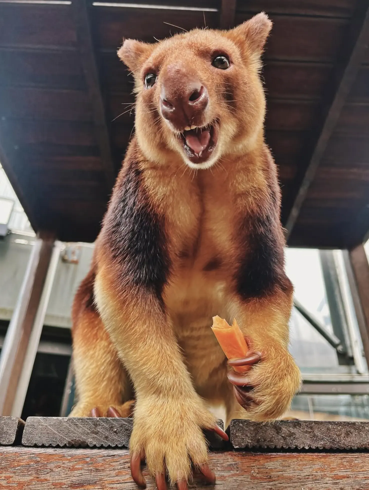 Tree Kangaroos Kakadu