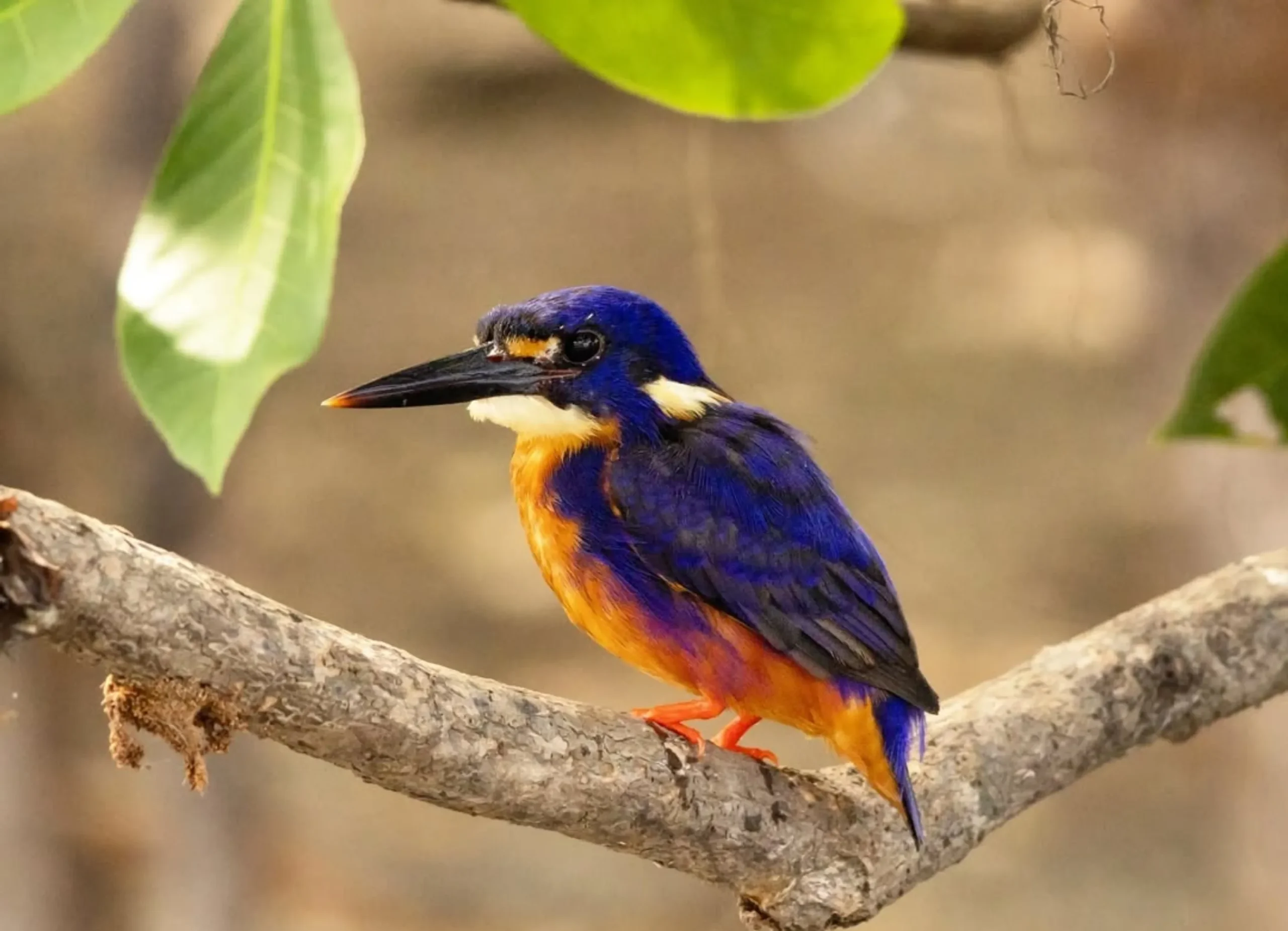 Species Of Birds, Kakadu