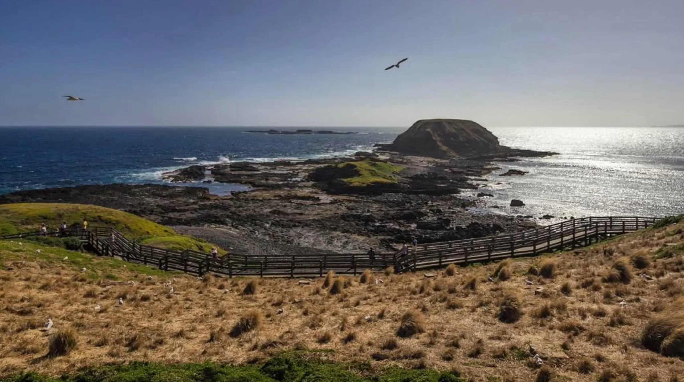 magical wildlife, Phillip Island