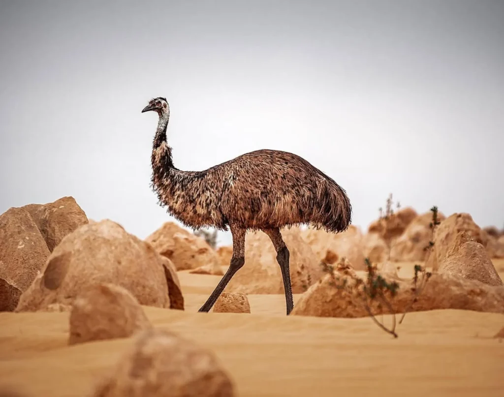 Animals in the Nambung National Park