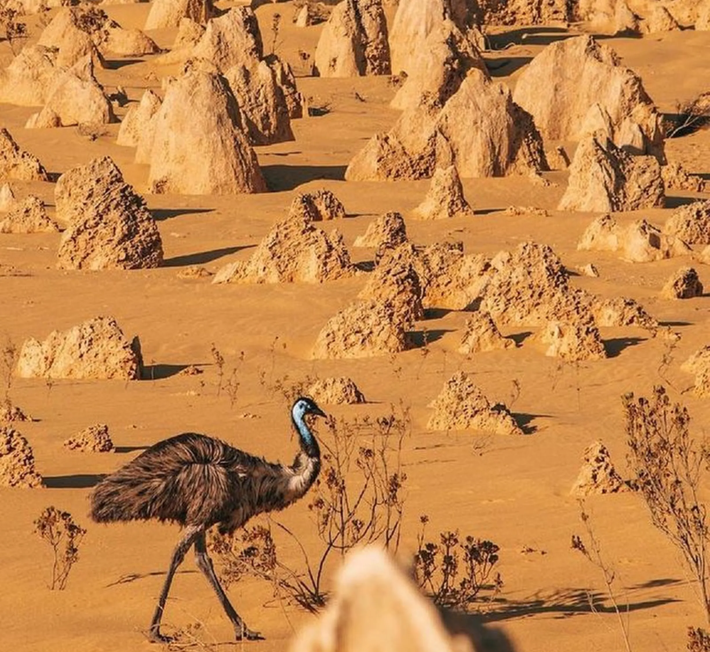 species of birds