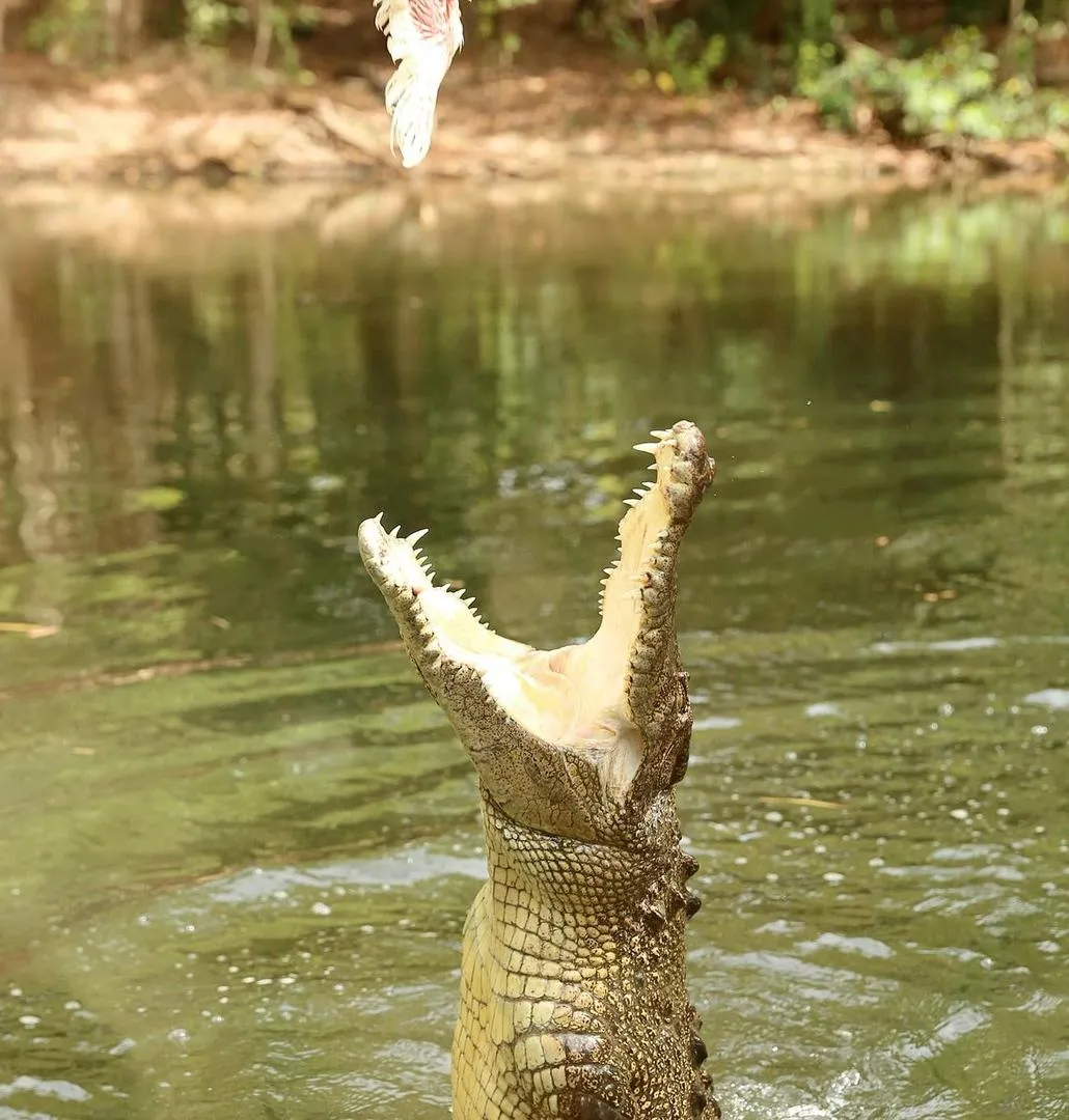 Australia Zoo crocodile experience