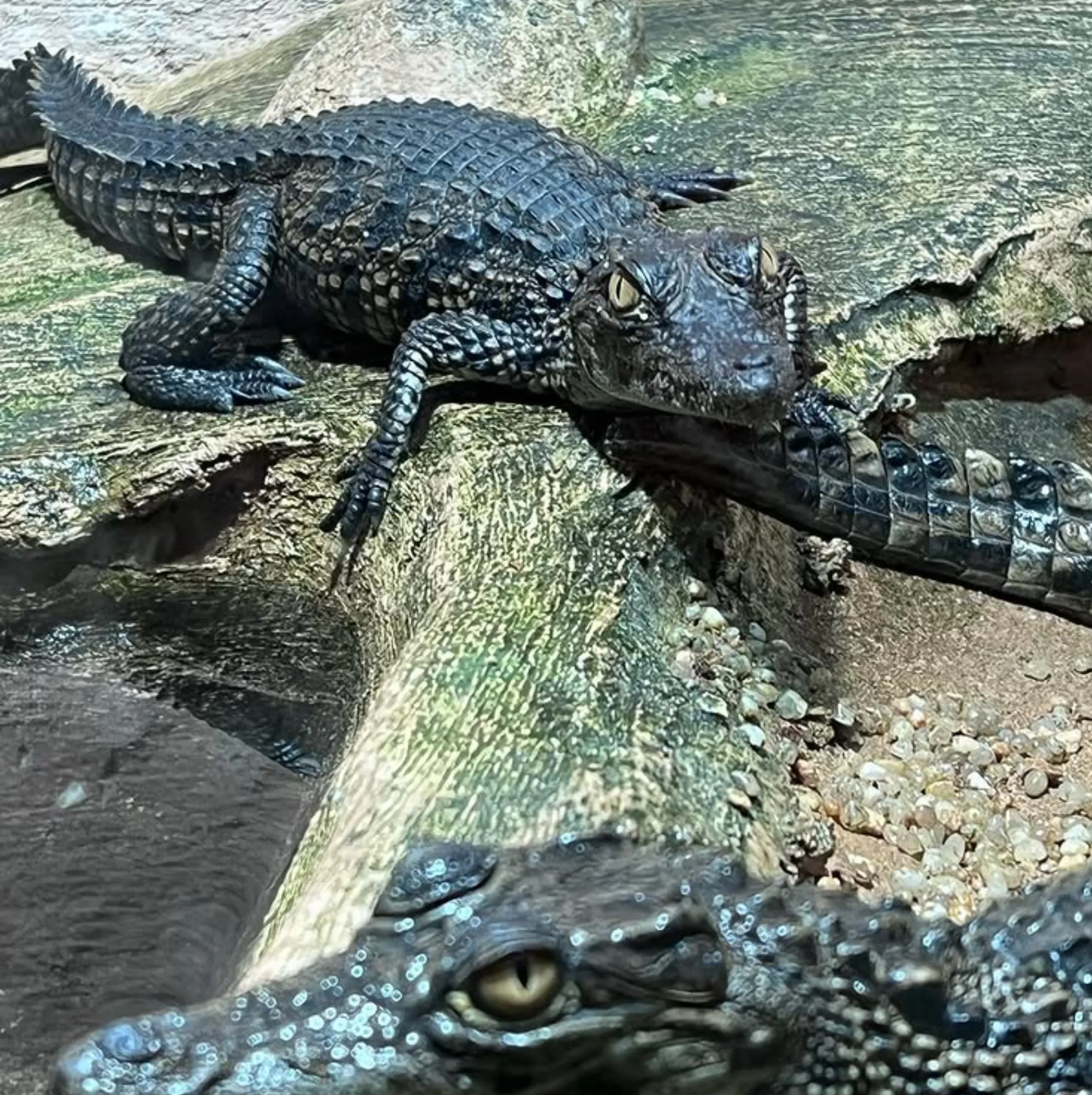 baby crocodile Queensland