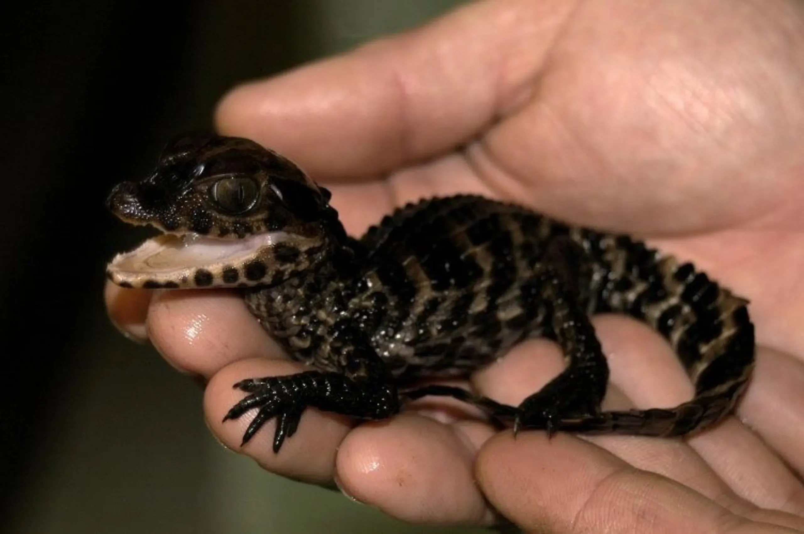 crocodile encounter Queensland