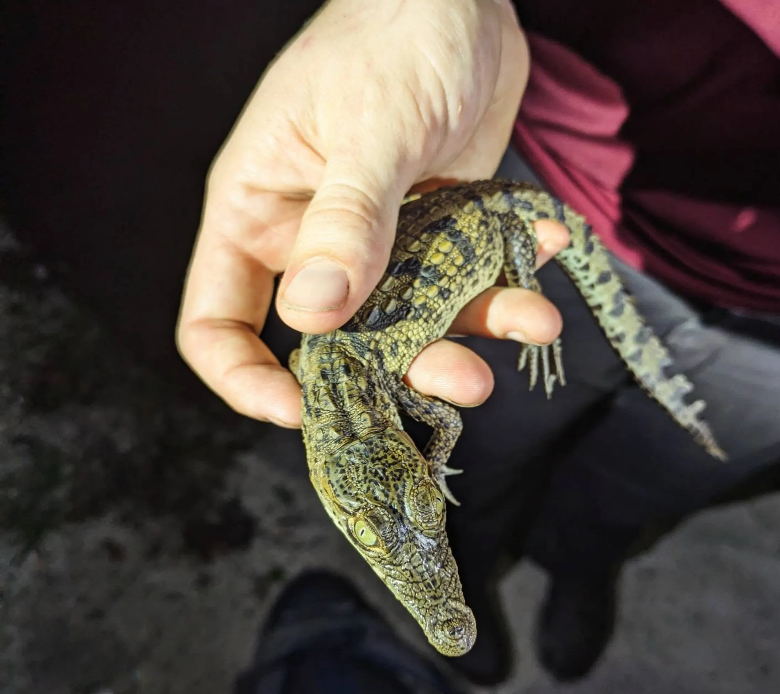 hold a baby crocodile in Queensland